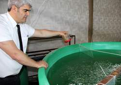 Karaburun Balığı Hayat Buldu...