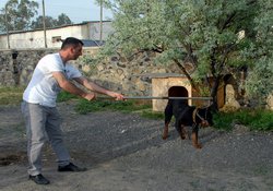 Aliağa'da Rottweiler Dehşeti