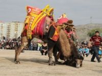 Çiğli Deve Güreşleri ile şenleniyor