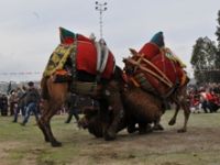 Çiğli’de Deve Güreşleri Coşkusu