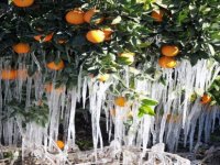 Meteoroloji’den Zirai Don Uyarısı