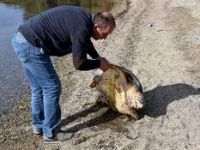 Aliağa Sahilinde Ölü Caretta Caretta Bulundu