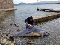 Aliağa’da Ölü Yunus Karaya Vurdu