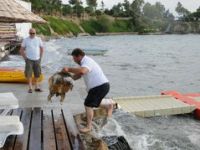 Foça'da Caretta Caretta Öldü