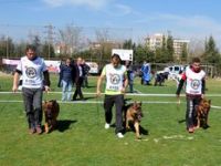 Köpekler Menemende Yarıştı 